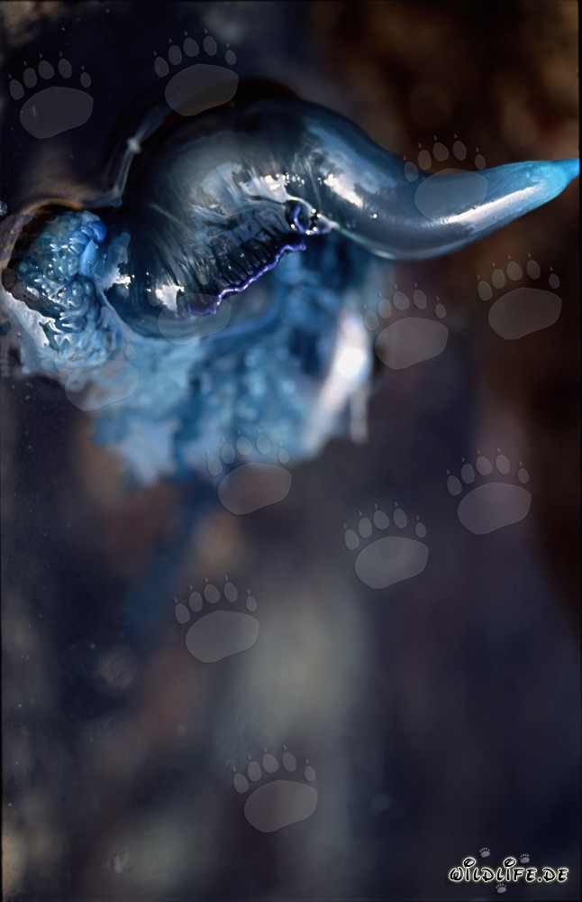 The fascinating gas bubble of the Portuguese Man-of-War serves as a floating body and sail