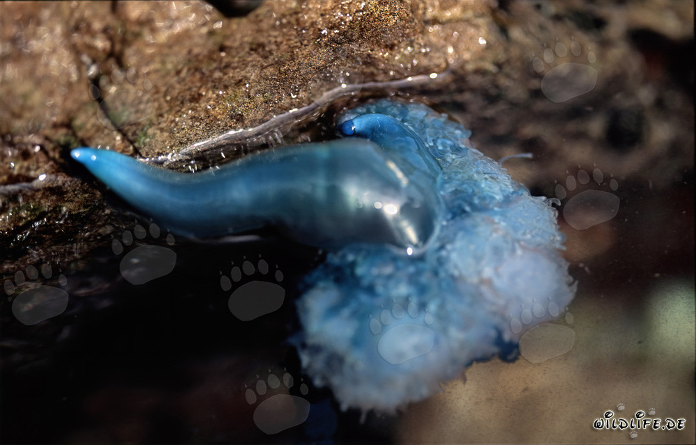 Carabela portuguesa peligrosa en la costa rocosa de Sudáfrica