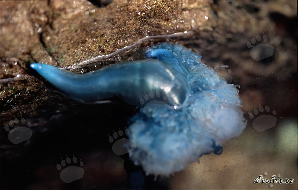 Méduse portugaise dangereuse sur la côte rocheuse d'Afrique du Sud