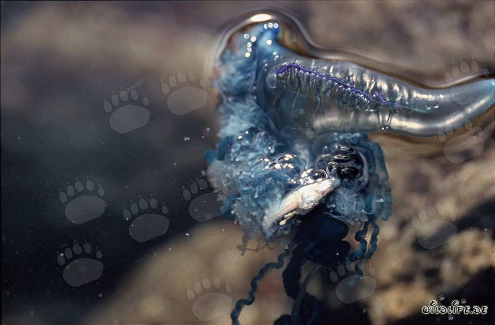 The fish stood no chance against Physalia's catching apparatus
