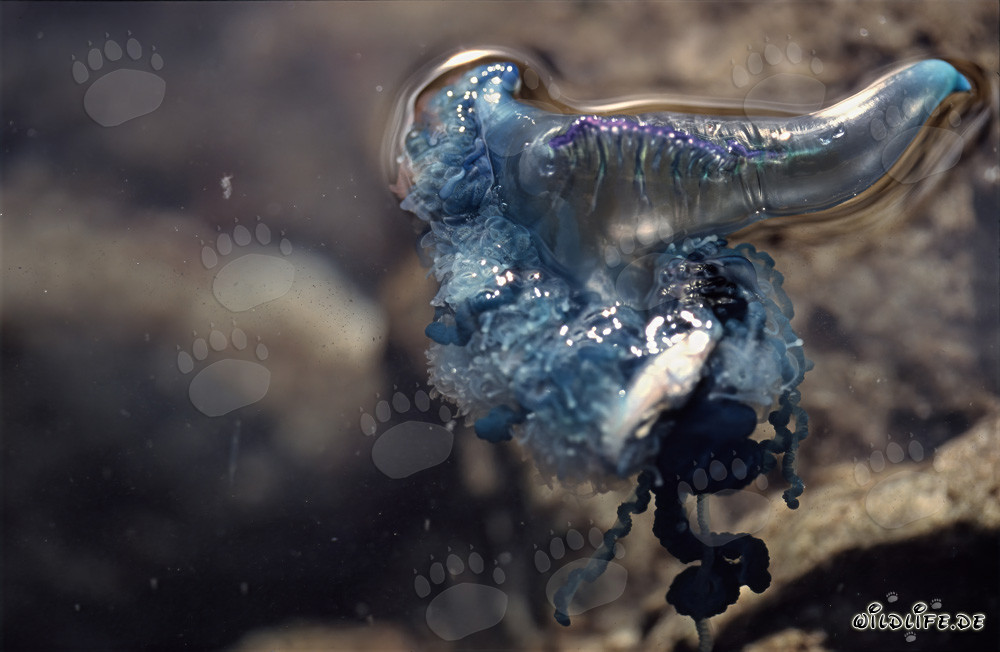 Fascinating blue bottle with life-threatening tentacles