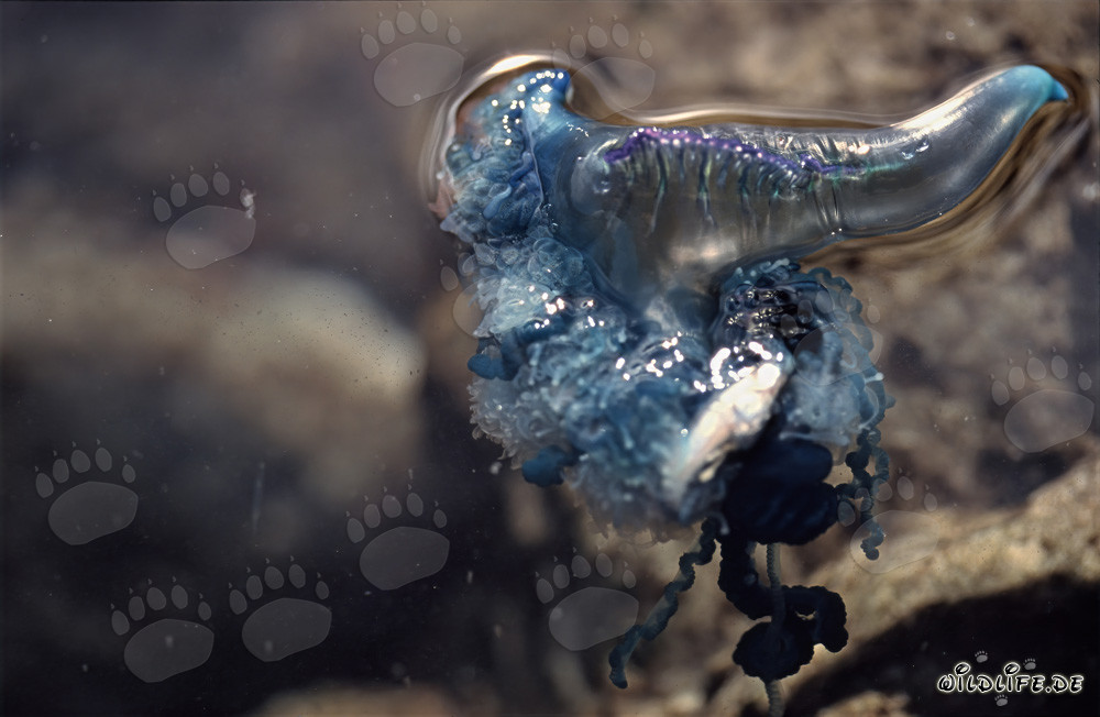 La fascinante Physalie utriculus portugaise avec des tentacules mortels