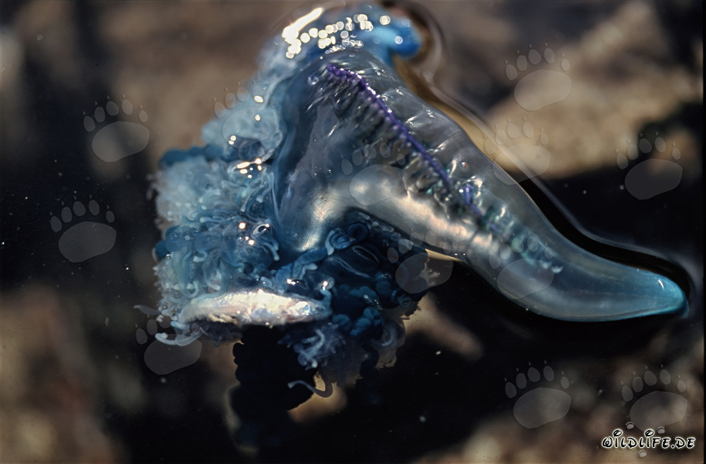 Physalie utricule avec poisson capturé