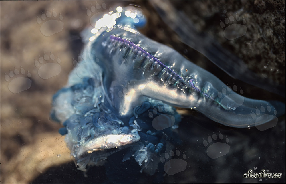 Carabela portuguesa persigue y captura pez pequeño