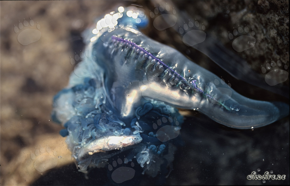 Caravella portoghese insegue e cattura piccolo pesce