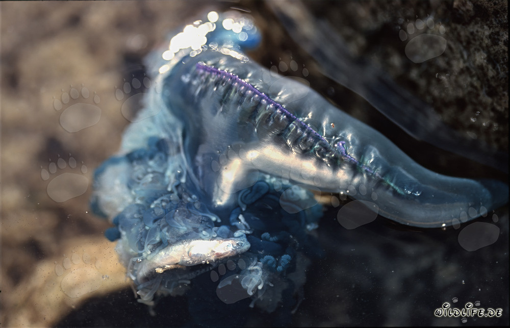 Physalie utricule chasse et capture petit poisson