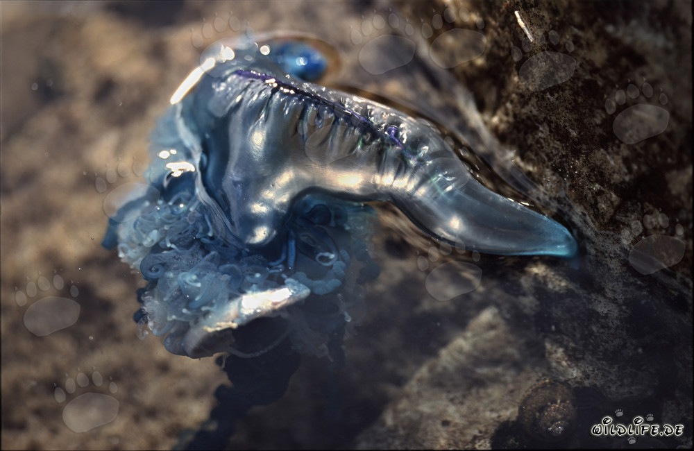 Dangerous Beauty: The Blue Bottle