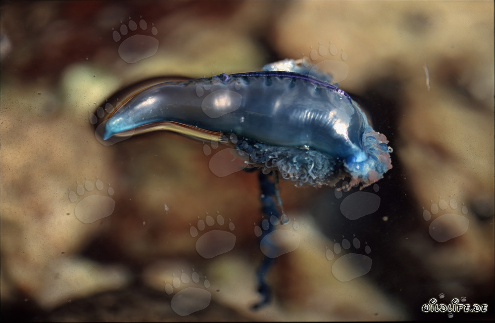 Danger from the Depths: The Blue Bottle Rules the Seas
