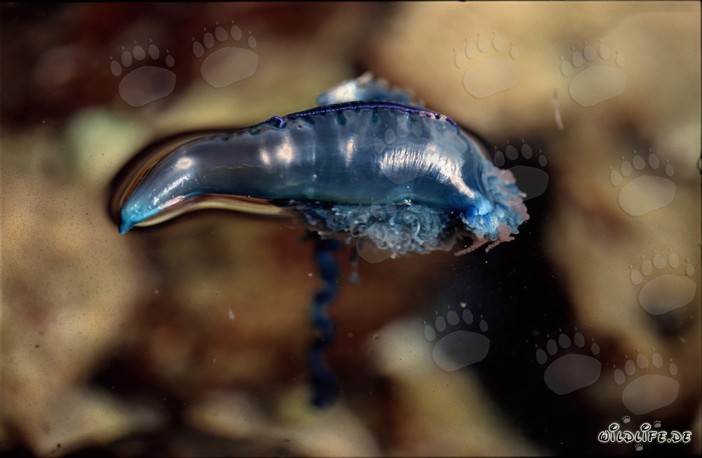 The Dangerous Beauty of the Blue Bottle