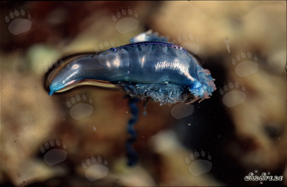 La peligrosa belleza de la Carabela Portuguesa