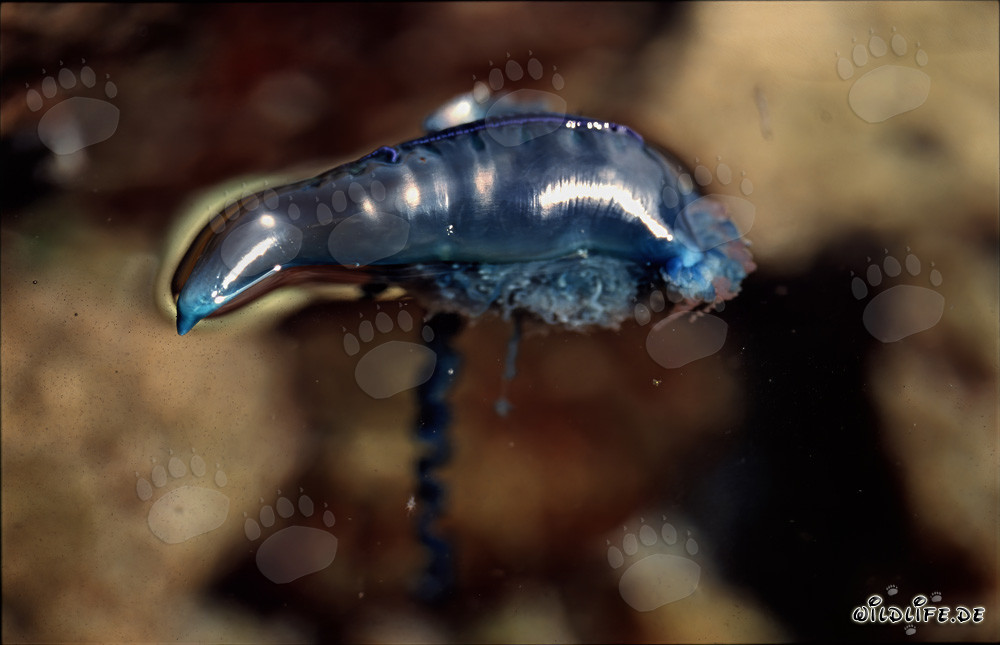 Encuentro amenazante con la Carabela portuguesa en la costa de Gansbaai, Sudáfrica