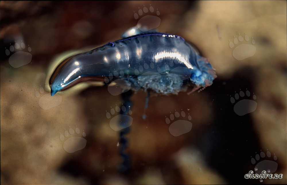 Incontro minaccioso con la Caravella portoghese sulla costa di Gansbaai, Sudafrica
