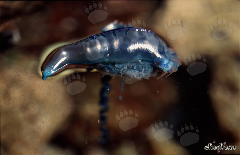 Rencontre menaçante avec la Physalie à la côte de Gansbaai, Afrique du Sud