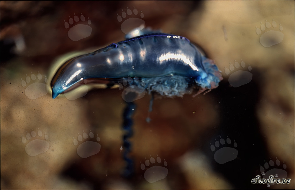 Bedrohliche Portugiesische Galeere an der Küste von Gansbaai, Südafrika