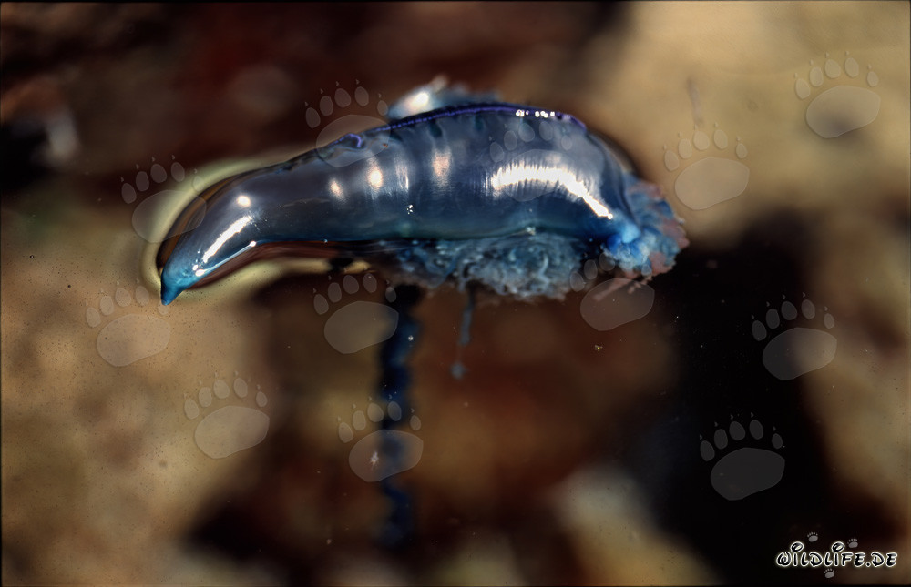 Menacing Portuguese Man-of-War on the Coast of Gansbaai, South Africa