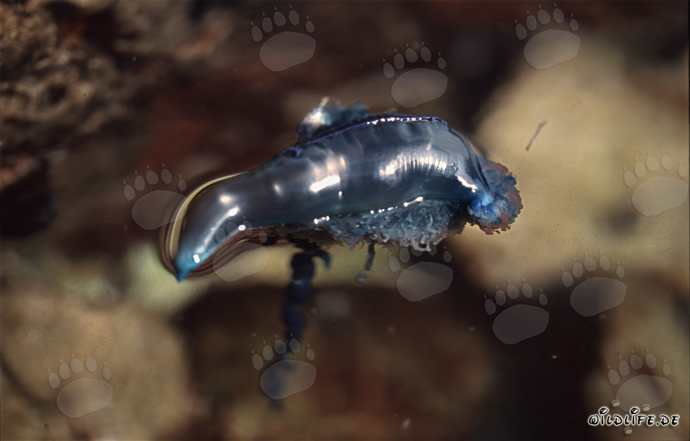 Carabela portuguesa peligrosa frente a la costa de Gansbaai, Cabo Occidental, Sudáfrica