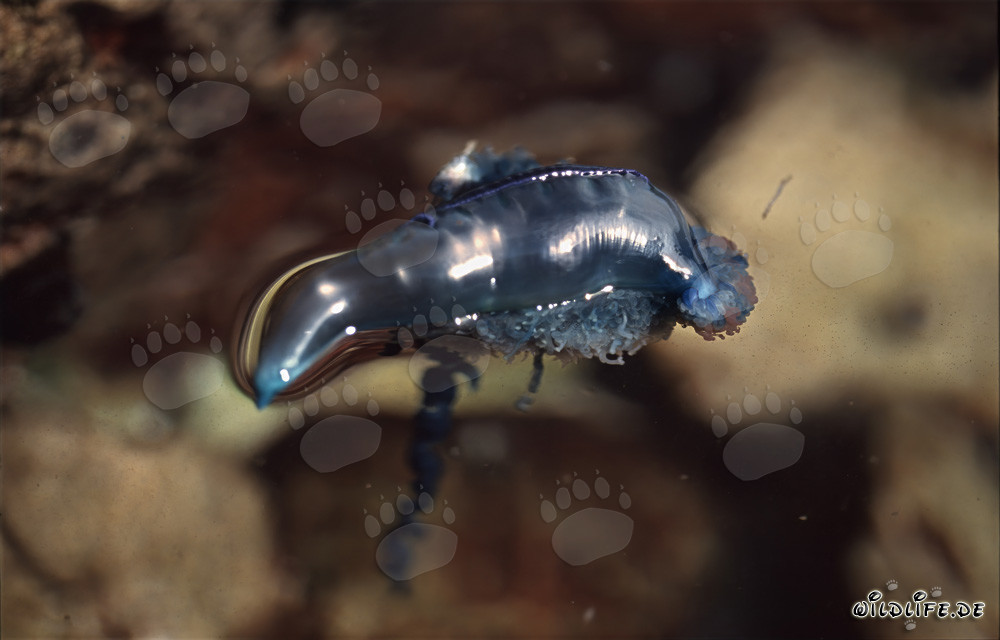 Physalie dangereuse au large de Gansbaai, Cap-Occidental, Afrique du Sud