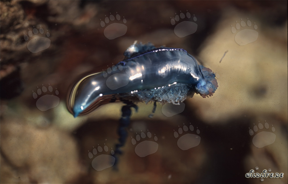 Gefährliche Portugiesische Galeere vor der Küste von Gansbaai, Western Cape, Südafrika