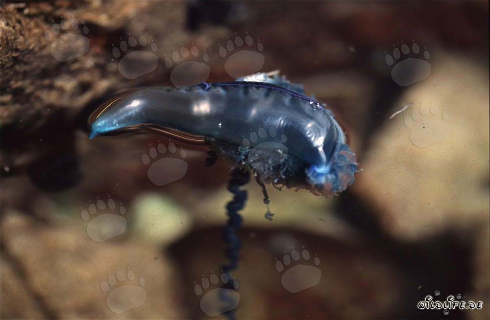 Carabela portuguesa peligrosa en azul brillante