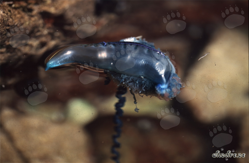 Physalie portugaise dangereuse en bleu lumineux