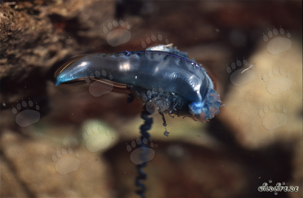 Dangerous Portuguese Man-of-War in Vibrant Blue