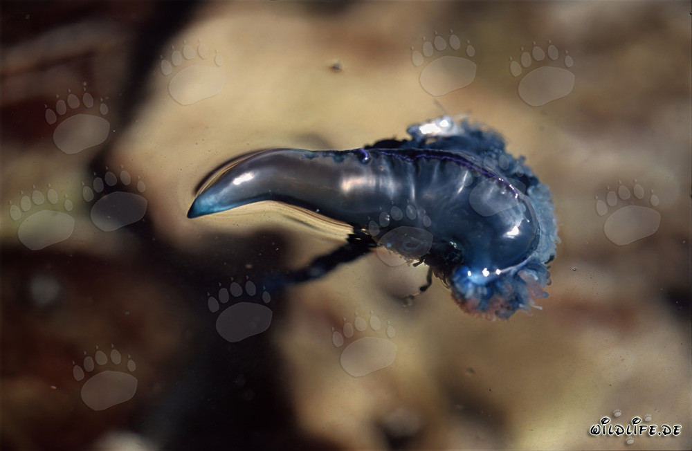 Encuentro peligroso: Physalia utriculus flotando frente a la costa de Gansbaai, Cabo Occidental, Sudáfrica
