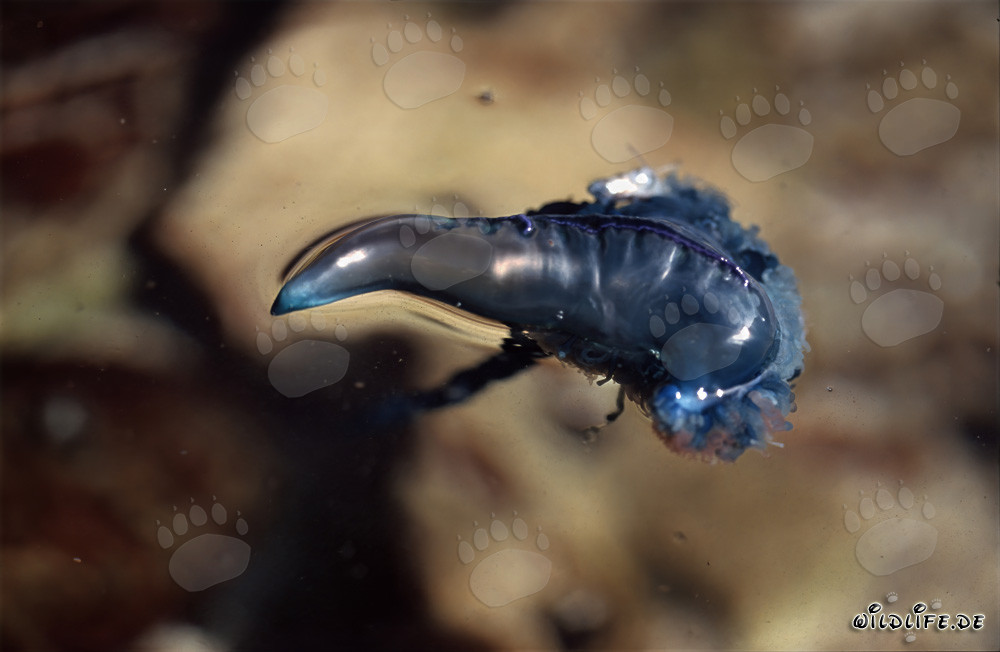 Rencontre dangereuse : Physalie utricule dérivant au large de Gansbaai, Cap occidental, Afrique du Sud