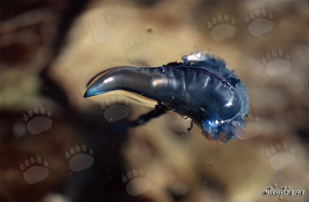 Dangerous Encounter: Floating Portuguese Man-of-War off the coast of Gansbaai, Western Cape, South Africa