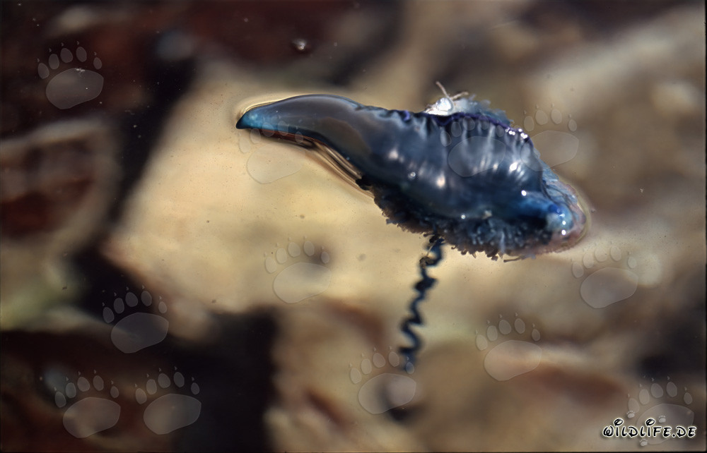 Pericolosa Caravella Portoghese con tentacoli mortali