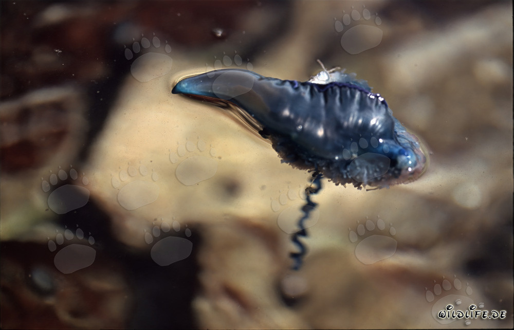 Méduse portugaise menaçante avec des tentacules mortels