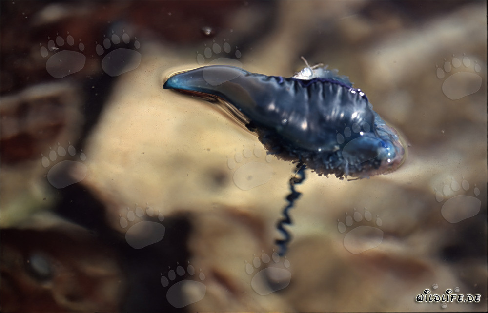 Threatening Portuguese Man-of-War with Deadly Tentacles
