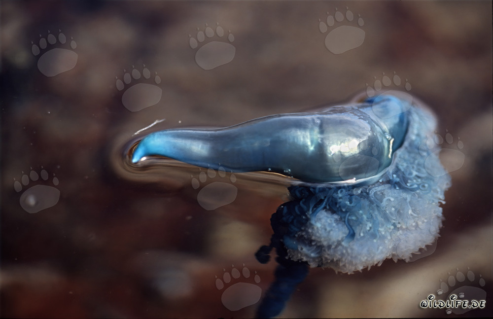 The fascinating Portuguese Man-of-War - a living masterpiece of nature