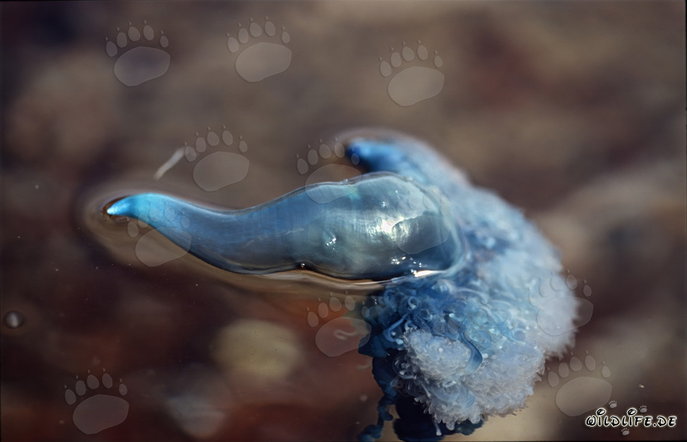 Fascinating Blue bottle off the coast of Gansbaai, South Africa