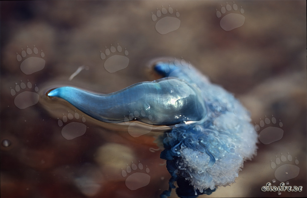 Fascinante Carabela portuguesa frente a la costa de Gansbaai, Sudáfrica