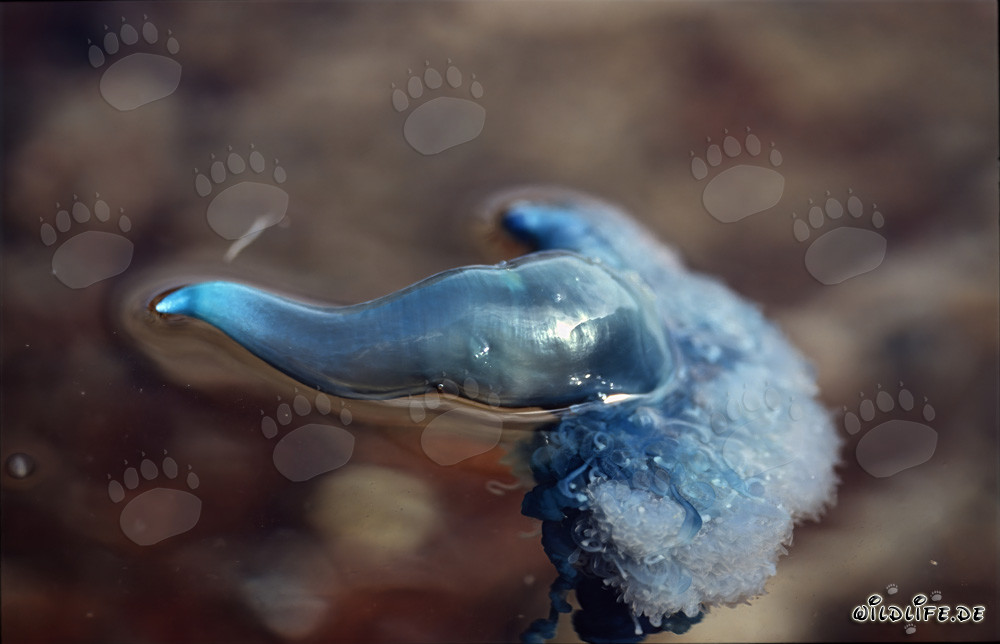Fascinante Physalie utriculus au large de Gansbaai, Afrique du Sud