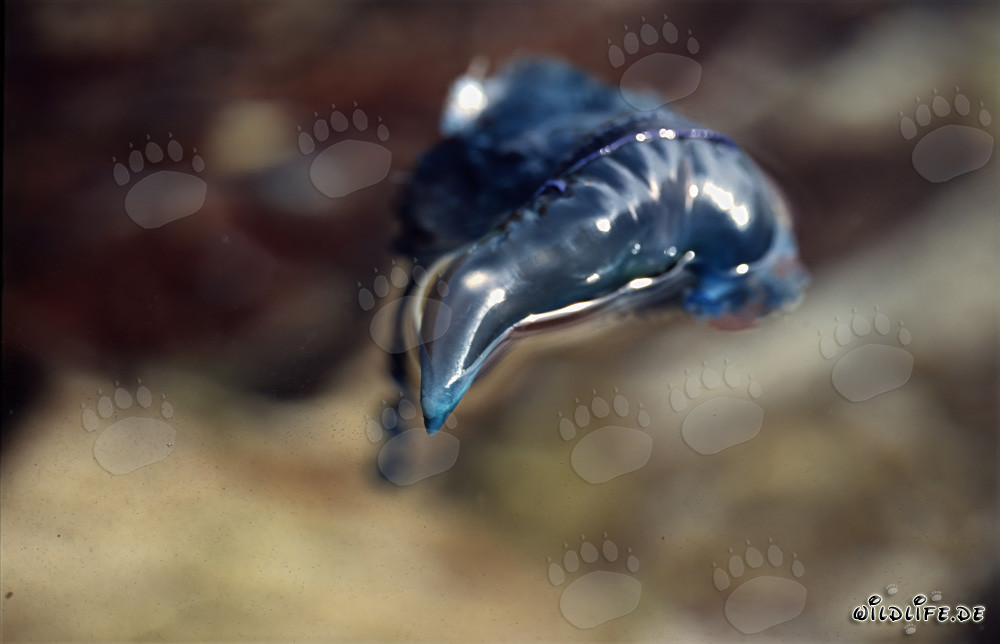 Fragata portuguesa - una criatura fascinante pero peligrosa de los océanos