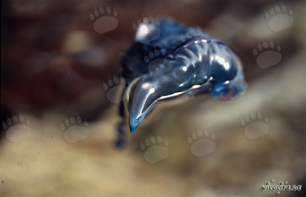 Galea portoghese - una creatura affascinante ma pericolosa degli oceani