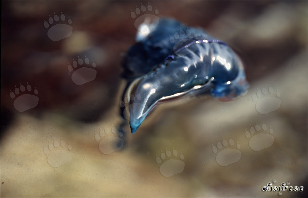 Portuguese Man o' War - a fascinating yet dangerous creature of the oceans
