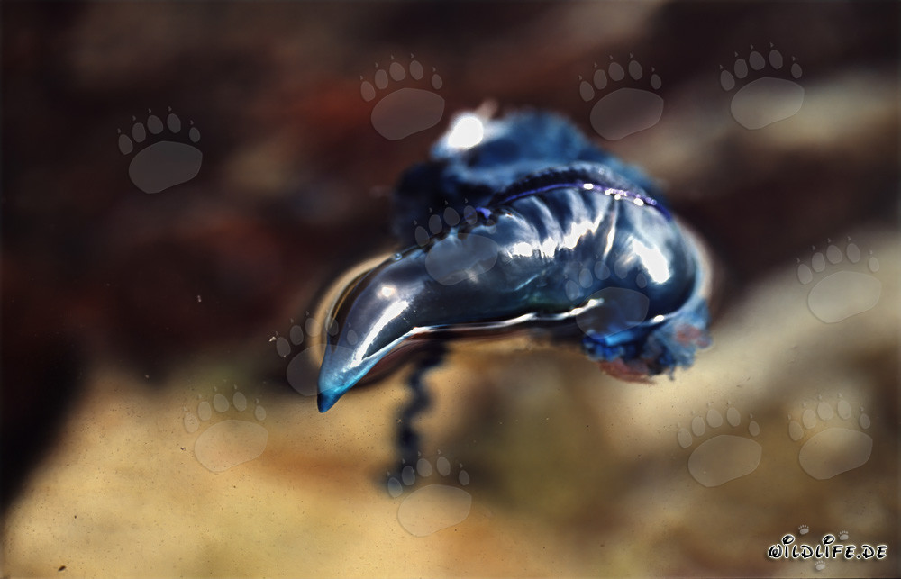 Fascinante Carabela Portuguesa descubierta en alta mar