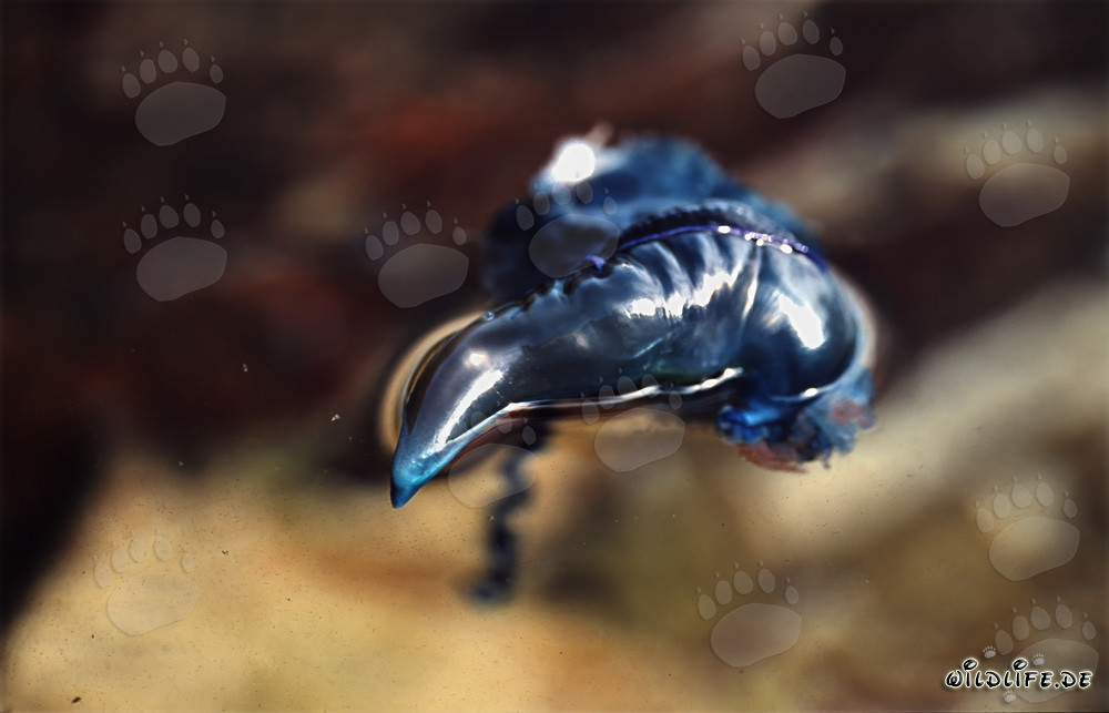 Fascinating Portuguese Man-of-War spotted at sea