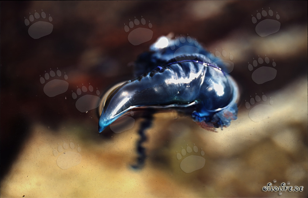 Menacing blue bottle drifting off the coast of Gansbaai