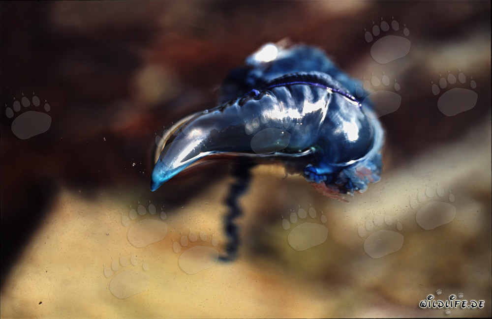 Menacing blue bottle on the coast of Western Cape, South Africa