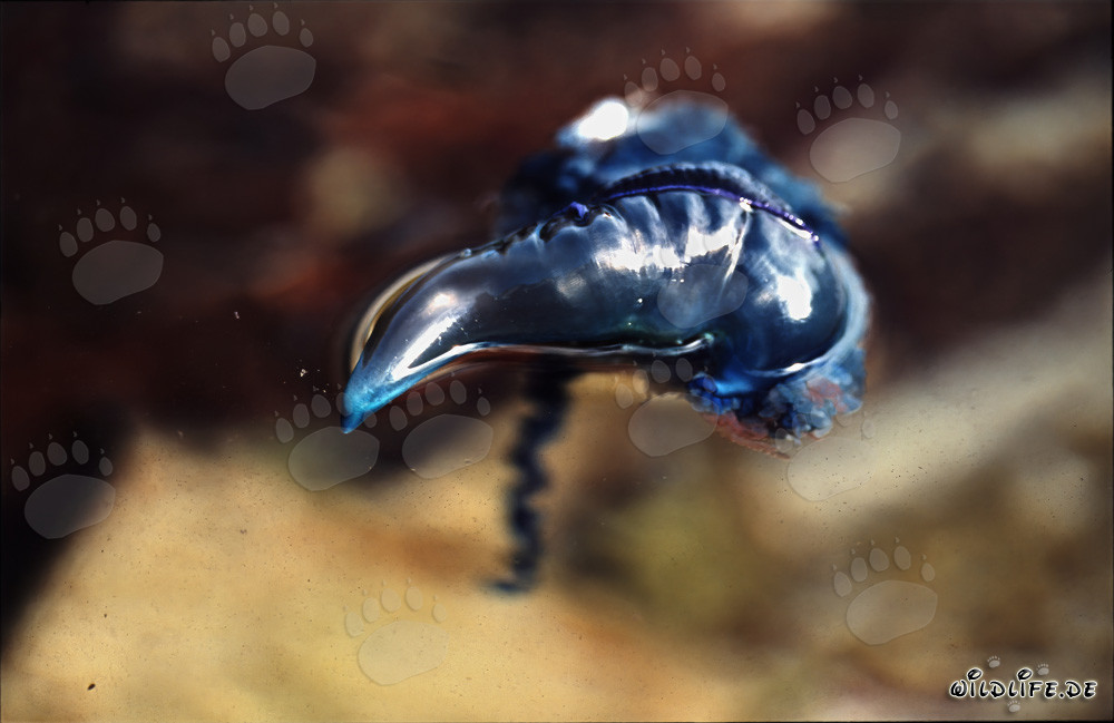 Carabela portuguesa amenazante en la costa de Western Cape, Sudáfrica
