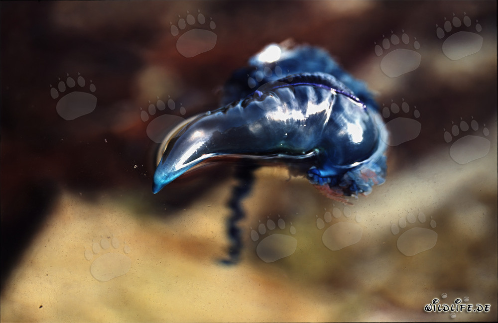 Pericolosa Caravella portoghese al largo della costa del Western Cape, Sudafrica