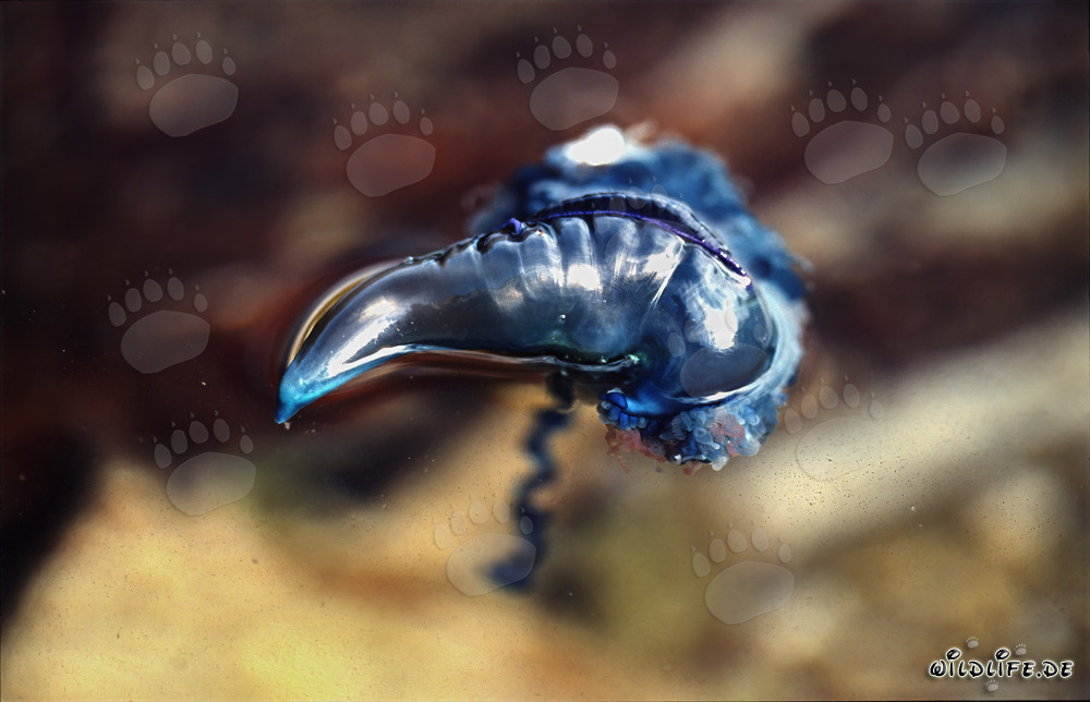 Fascinating Portuguese Man-of-War in Vibrant Colors on the Coast of Gansbaai, Western Cape, South Africa