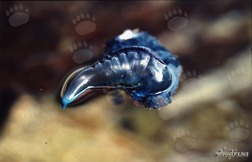 Pericolosa Caravella Portoghese su uno sfondo colorato