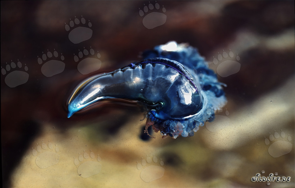 Carabela portuguesa en busca de presas frente a la costa de Gansbaai, Sudáfrica