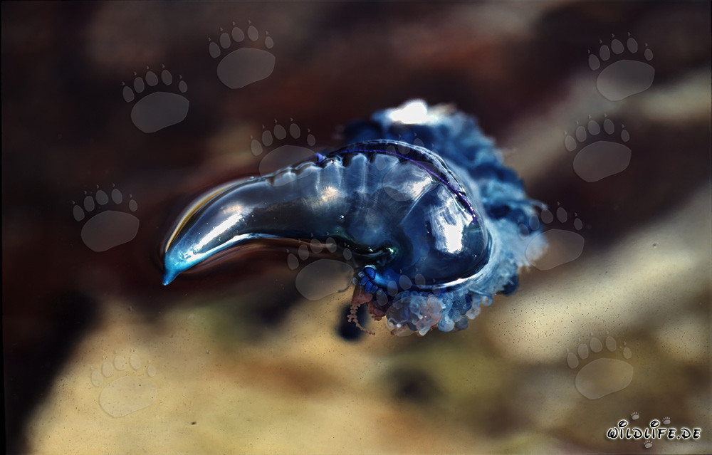 Portoghese Galea in cerca di prede al largo di Gansbaai, Sudafrica