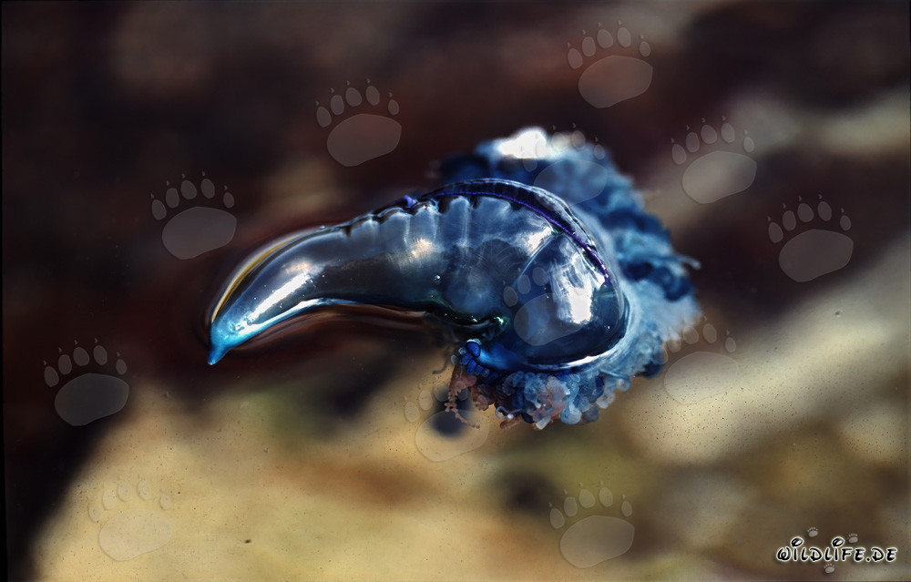 Portugiesische Galeere auf Beutesuche vor der Küste von Gansbaai, Südafrika