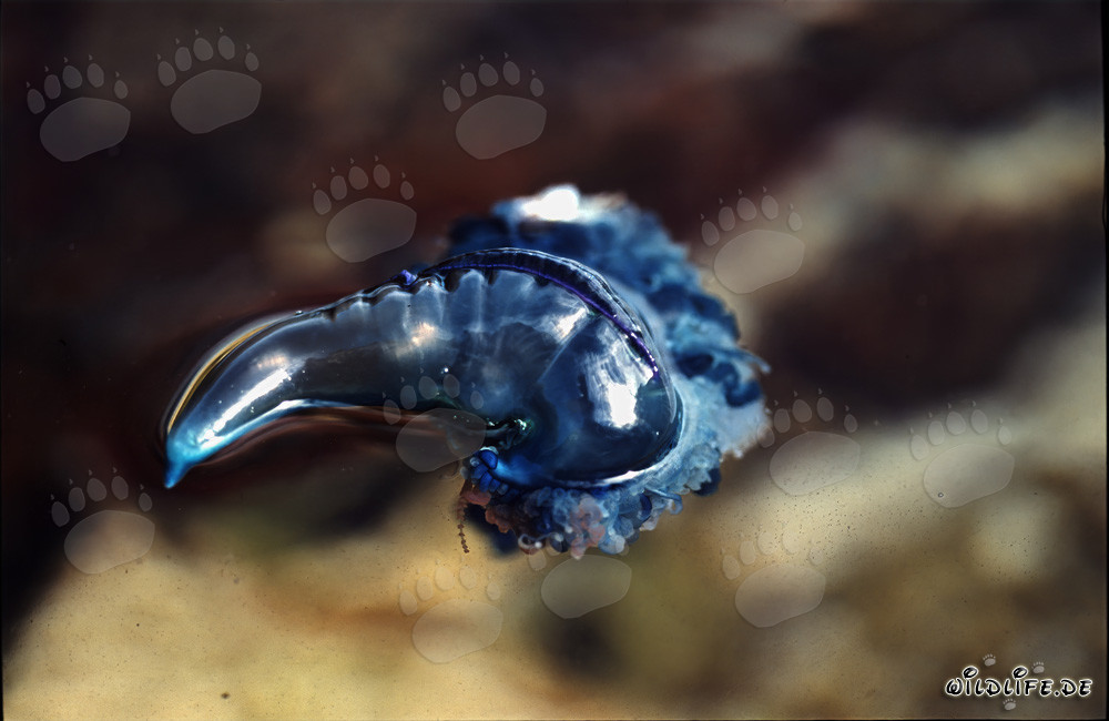 Fascinating Blue Bottle - Dangers of Marine Life